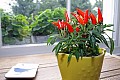Fresh chillies anyone